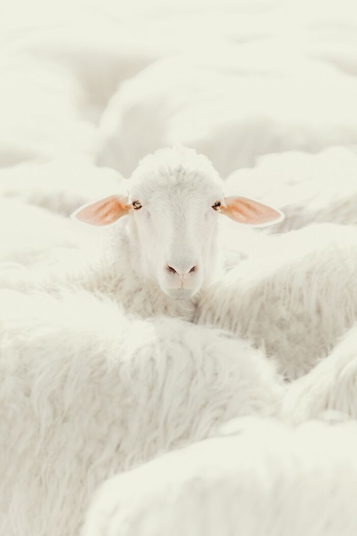 A Sheep (Nature/Animals, 1st Place)