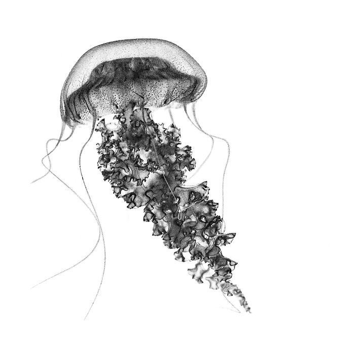 World Of Jellyfish (Nature, 2nd Place)