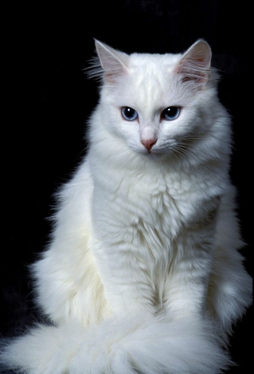 10 Beautiful Cat Breeds (My Opinion)