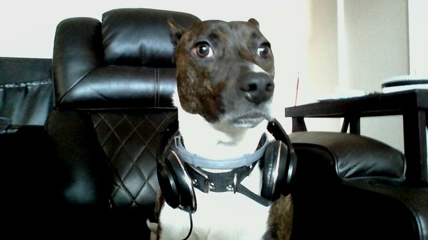 My Dog With Headphones