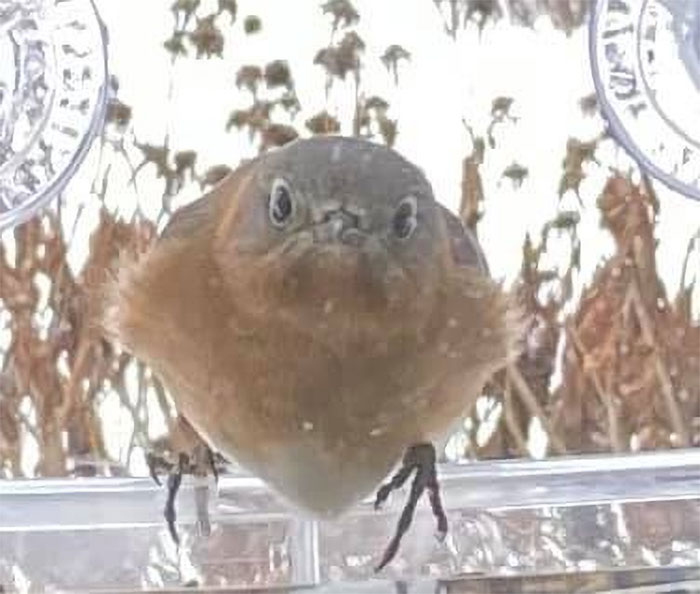 Indignant Bluebird Staring In From The Window Feeder