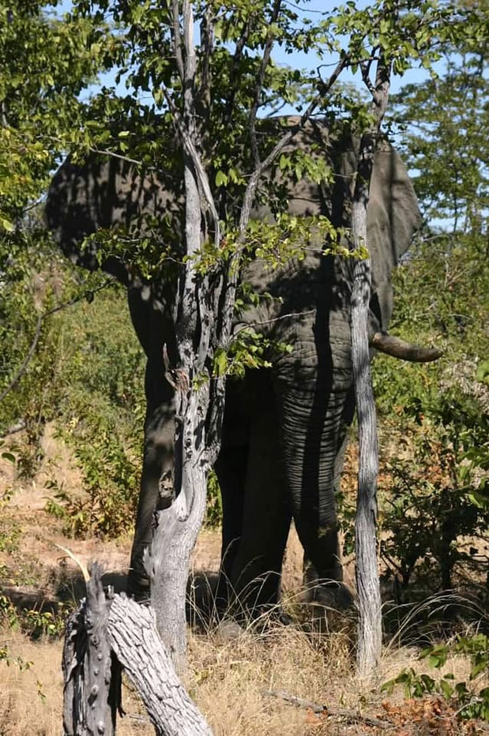 I *think* There Might Be An Elephant In This Picture Somewhere. He’s Betting You Can’t Find Him