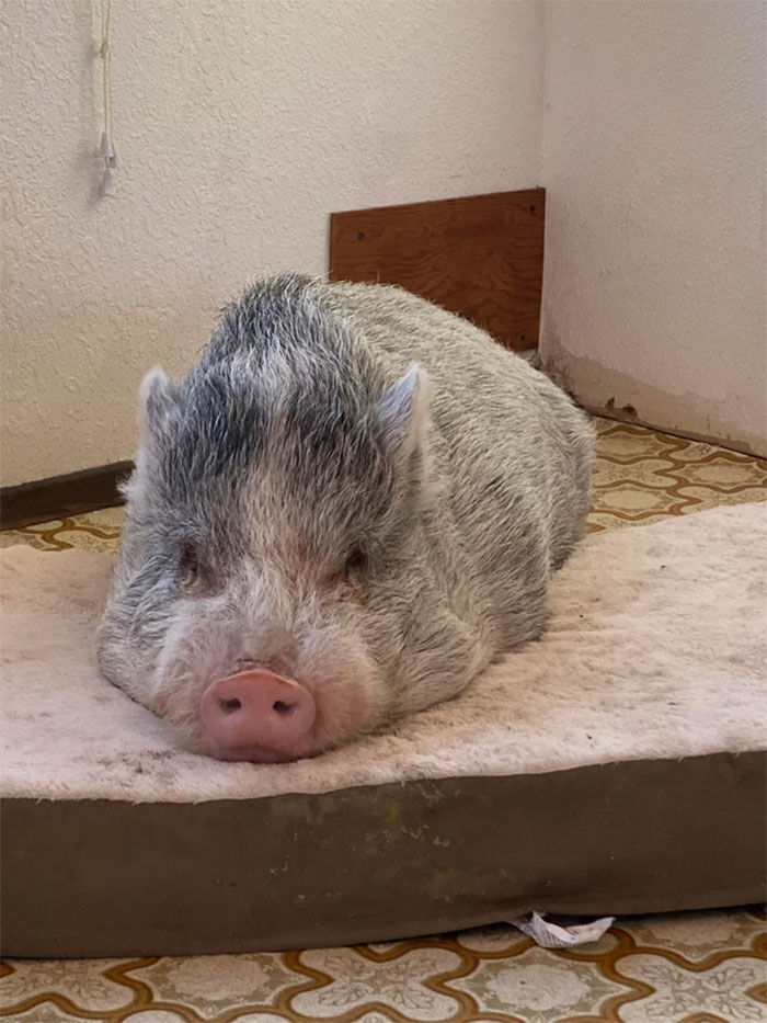 Chopper The Rescue Piggy Is Settling In Well To His Forever Home. Currently Building Him A Little Piggy House!!