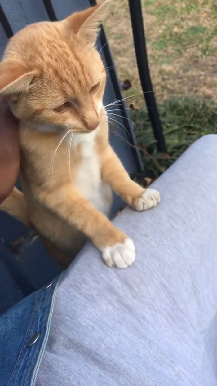 So Apparently My Brother Adopted A Stray Cat And When I Came To Visit, He Introduced Himself Before I Could Get Into The House!