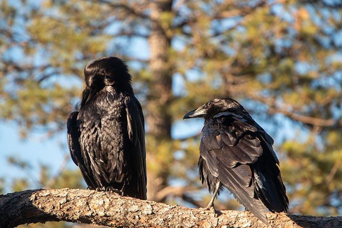 Woman Shares How Feeding And Creating An 'Army Of Crows' Near Her House Possibly Saved This Neighbor's Life