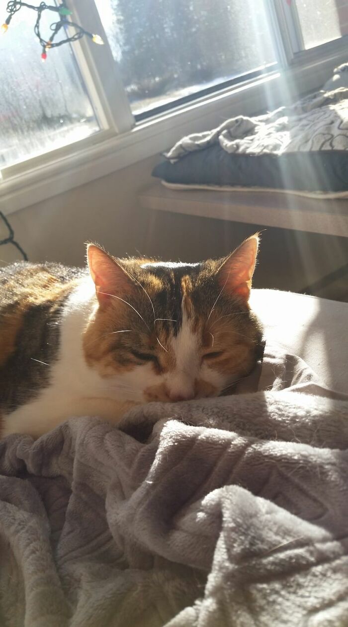 Snoozing In The Sun