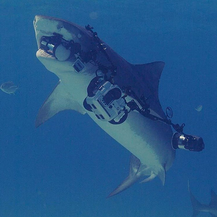 Cuando un tiburón tigre que estás fotografiando se lleva tu equipo de cámara al completo