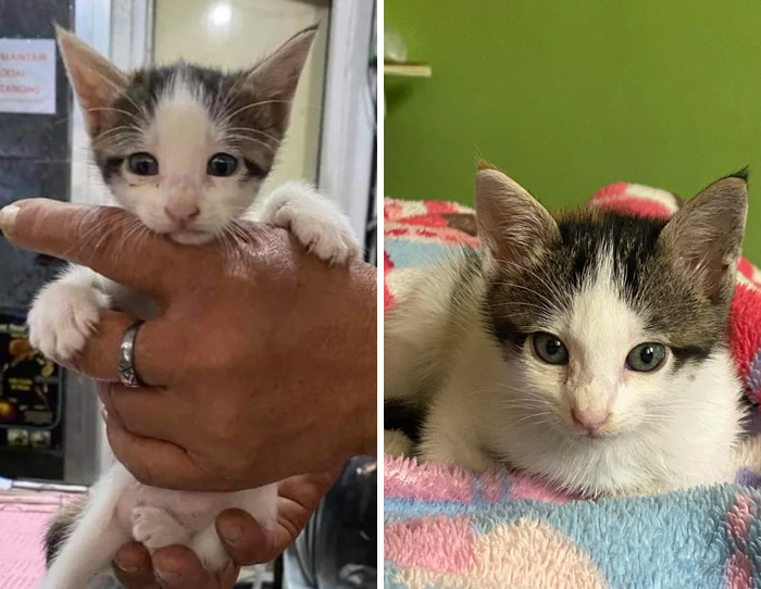 Hace tan solo 2 semanas adopté a este pequeño gato de 5 semanas que habían rescatado de un ajetreado mercado al aire libre en Manila