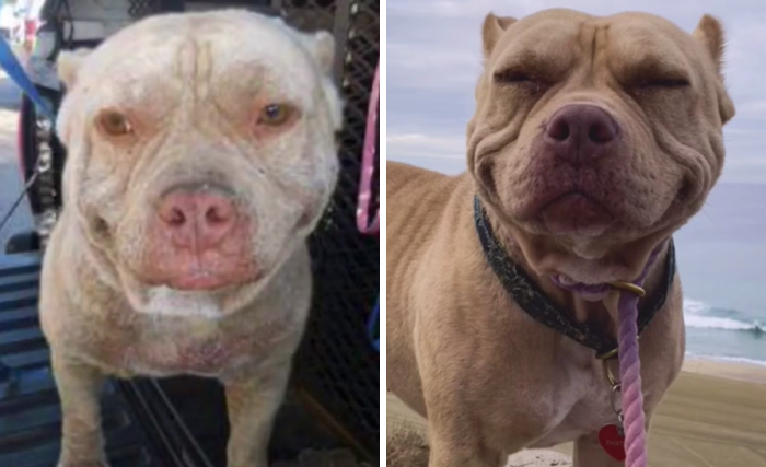 From Fresno Bully Rescue To Now Almost 5 Years Later!