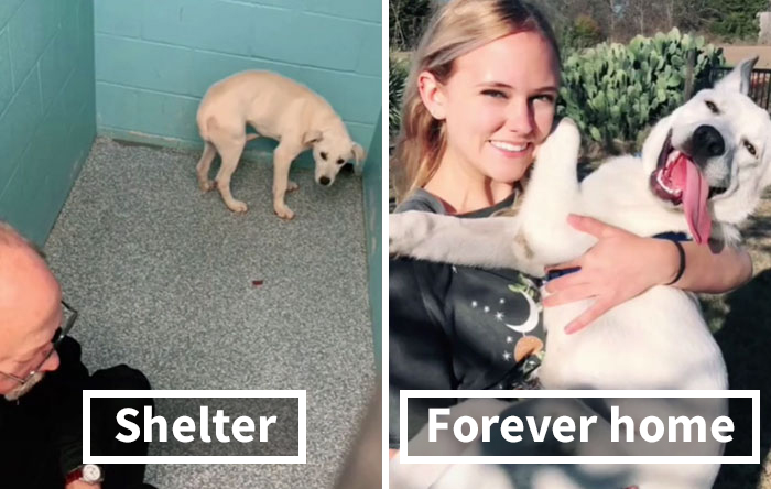 TikTok Challenge Has People Sharing Pics Of How Their Dogs Looked At The Shelter Versus How They Look Now (40 Pics)