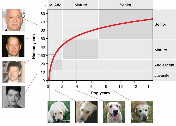 Vet Explains How To Count Dog Years And It Appears 1 Human Year Is Not Equal To 7 Dog Years