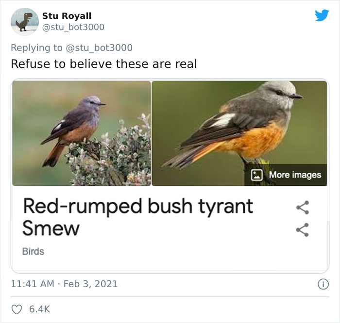 Red-Rumped Bush-Tyrant