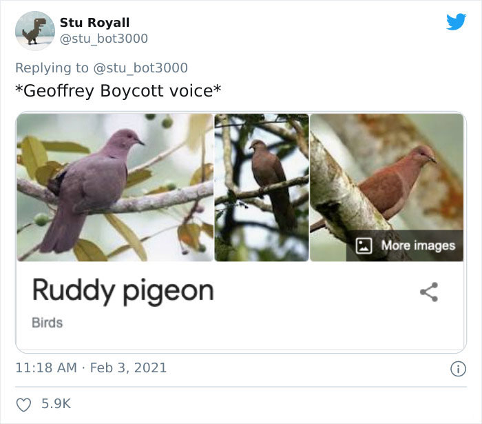Ruddy Pigeon