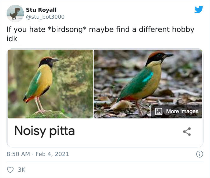 Noisy Pitta