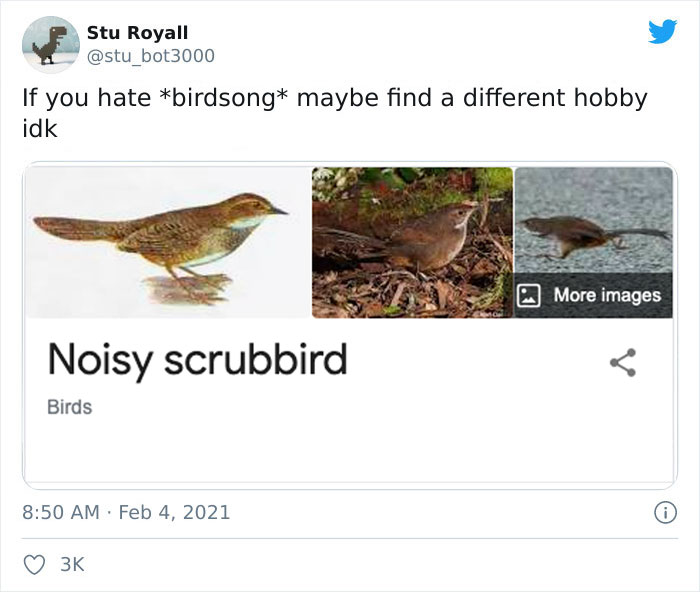 Noisy Scrub-Bird