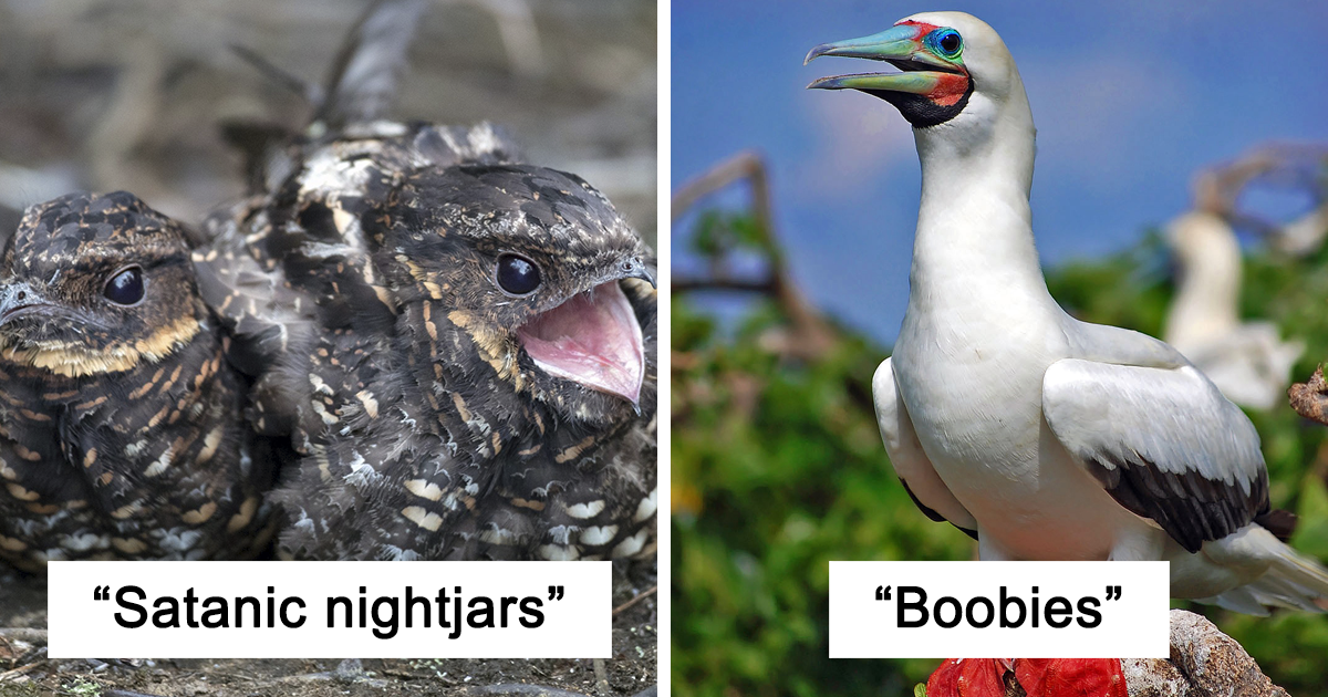 28 Bird Species With The Silliest Names Ever | Bored Panda