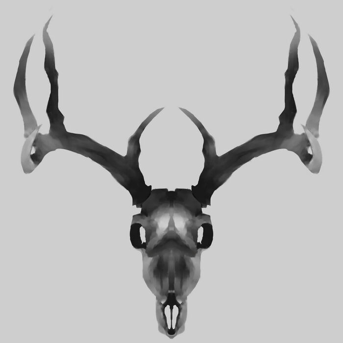 A Skull Of A Buck