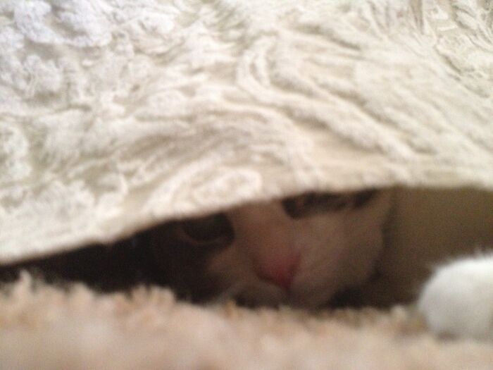 Bunny (The Cat) Thinks She Is Hiding.