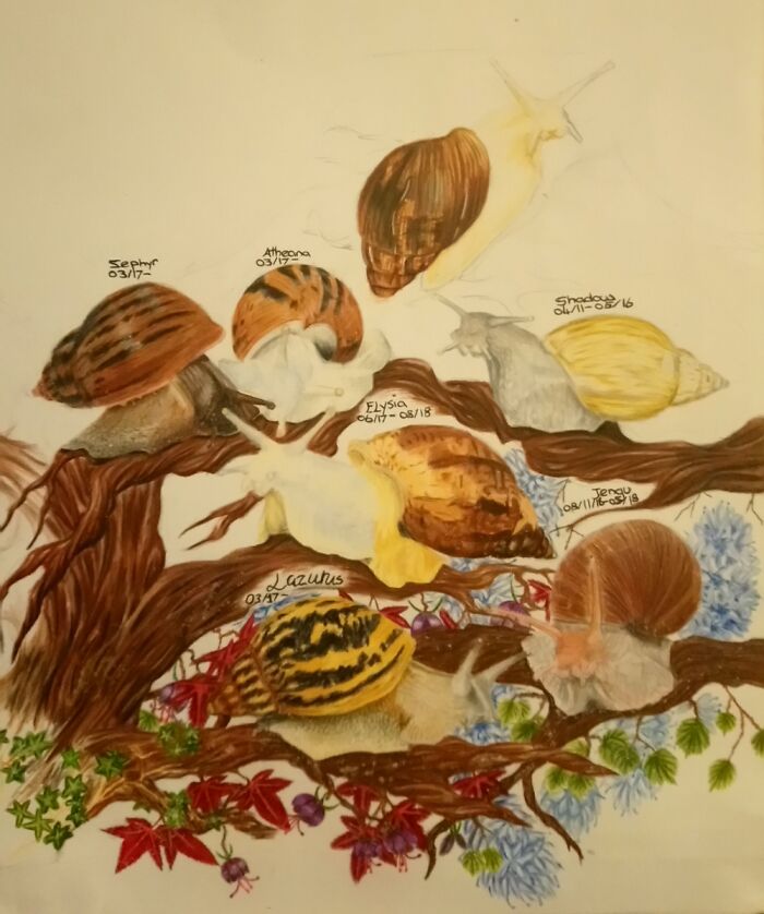 Work In Progress. A Colour Pencil Drawing Of My Pet Giant African Land Snails.