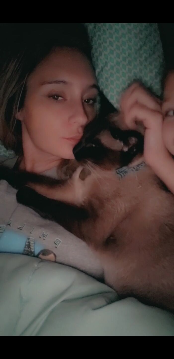 This Is My Boy Topaz, 2yr Old Seal Point Siamese. He Is 110% My Baby Boy!