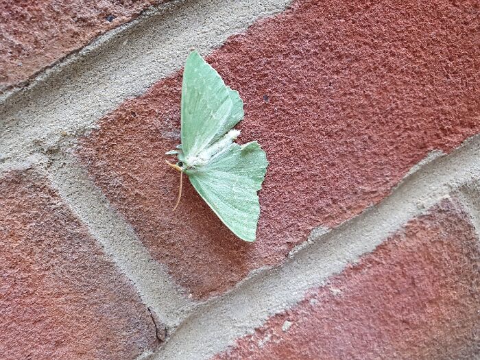 A Pretty Moth... Realised It Was A Squished And Dead Moth When It Was Still There The Next Day.