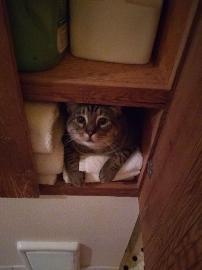 Linen Closet Cloister Cat.