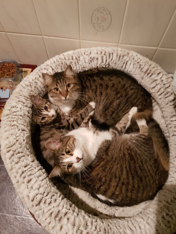 Pancake (Top), Milo (Middle) And Waffles