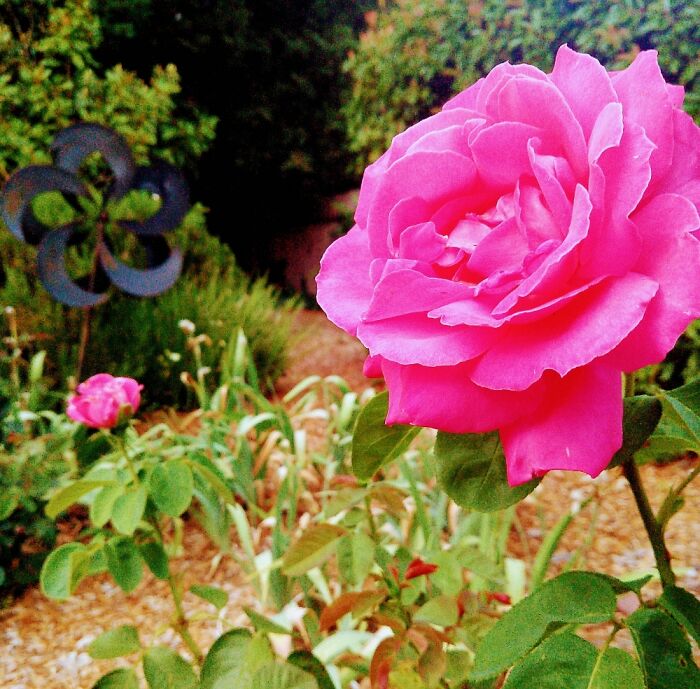 Gorgeous Pink Rose Growing In Sonoma County, California
