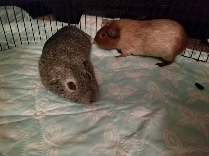 Piggy Pies! Ash And Maple