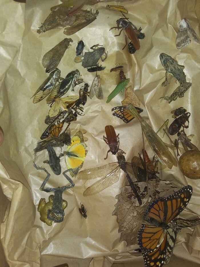 I Collect Dead Bugs And Mummy Frogs (No Animals Harmed In The Making Of This Collection)