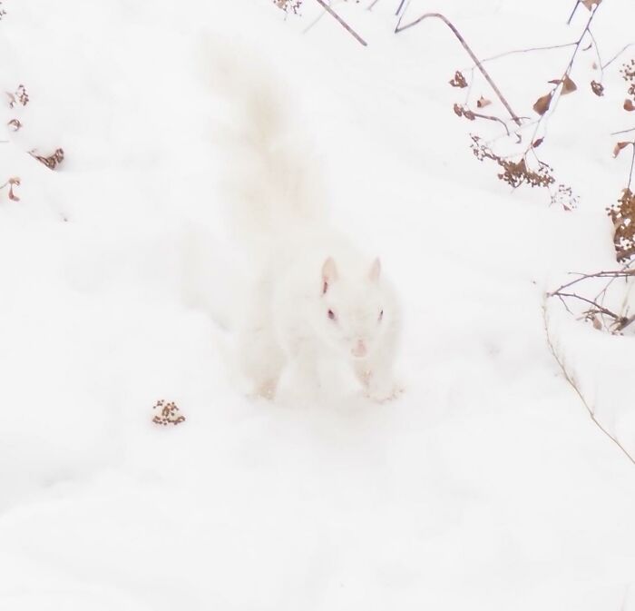 We Have An Albino Squirrel In Our Backyard. I've Been Stalking Him For His Photo. Finally Got One. Isn't He Beautiful!