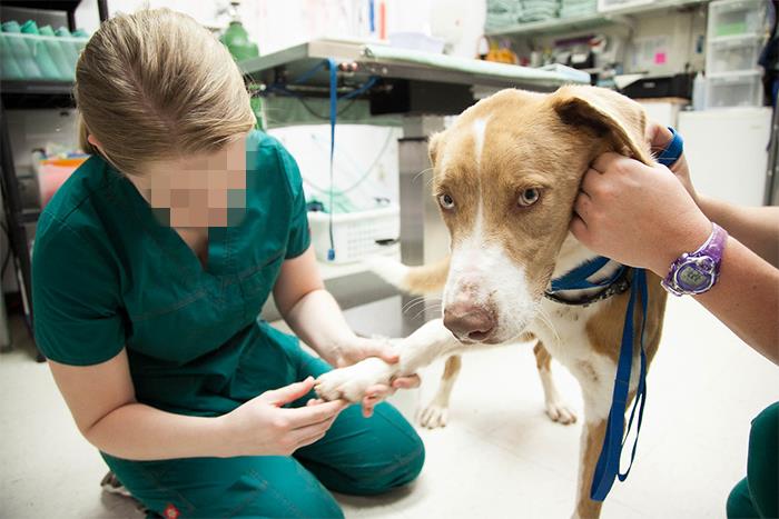 30 Veterinarians Share Things All Pet Owners Should Be Aware Of