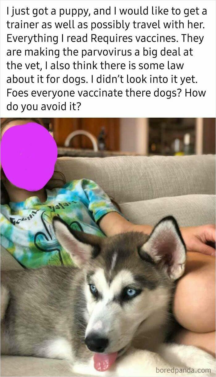They're Not Vaxxing Their Dogs Either