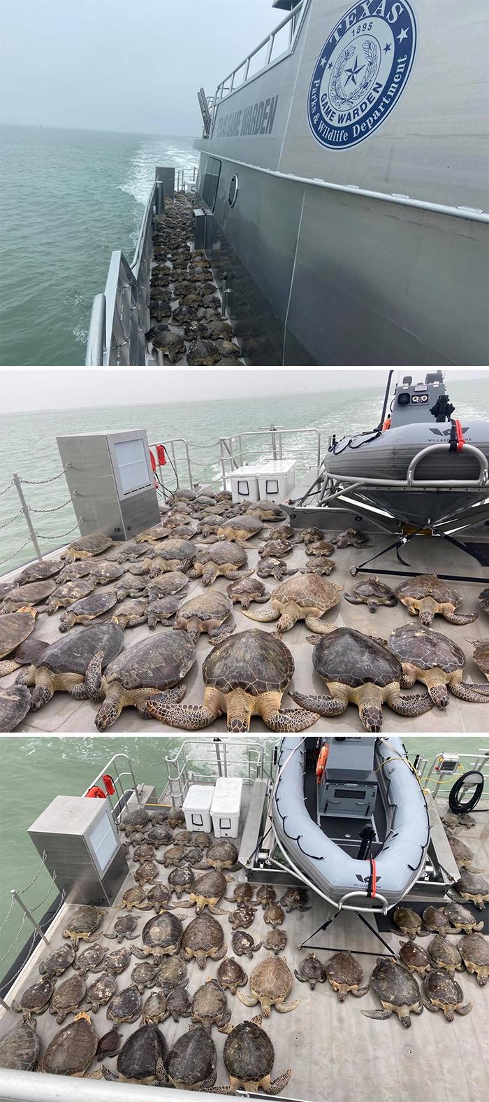 Texas Game Wardens Rescued 141 Sea Turtles