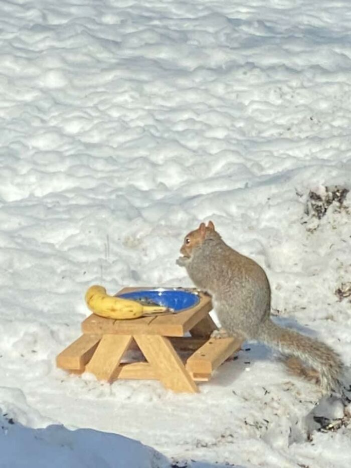 Banana. Squirrel For Scale
