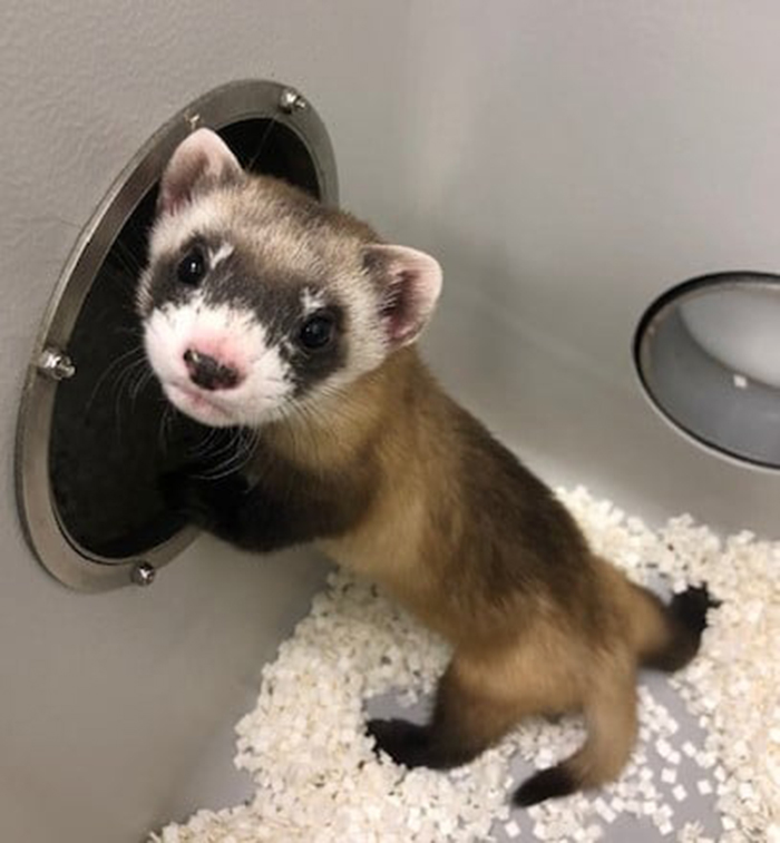 Scientists Successfully Clone A Ferret That Died In 1988, And This Might Be A Way Of Protecting Endangered Species