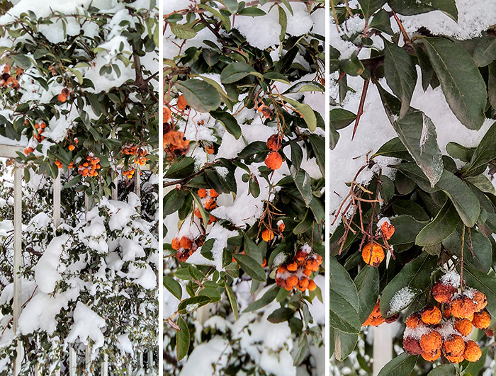 Shards Of The Sun In A Snow-Covered City Pyracantha - Ice And Fire: The Amazing Beauty And Feeling Of A Winter Fairytale At Your Home