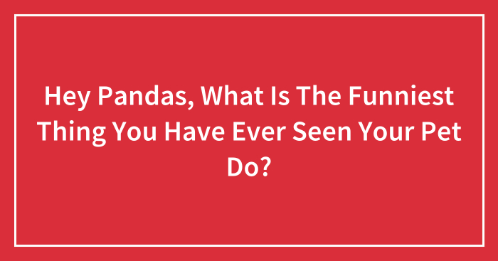 Hey Pandas, What Is The Funniest Thing You Have Ever Seen Your Pet Do? (Closed)