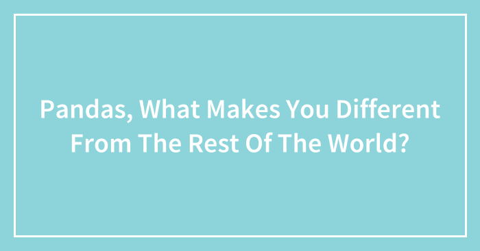 Pandas, What Makes You Different From The Rest Of The World? (Closed)