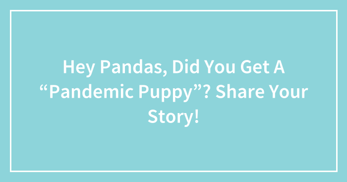 Hey Pandas, Did You Get A “Pandemic Puppy”? Share Your Story (Closed)