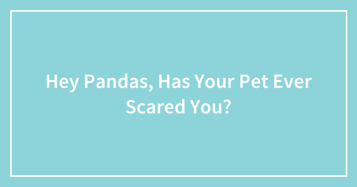 Hey Pandas, Has Your Pet Ever Scared You? (Closed)