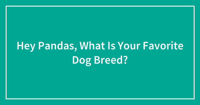Hey Pandas, What Is Your Favorite Dog Breed? (Closed)