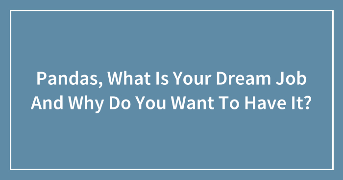 Pandas, What Is Your Dream Job And Why Do You Want To Have It? (Closed)