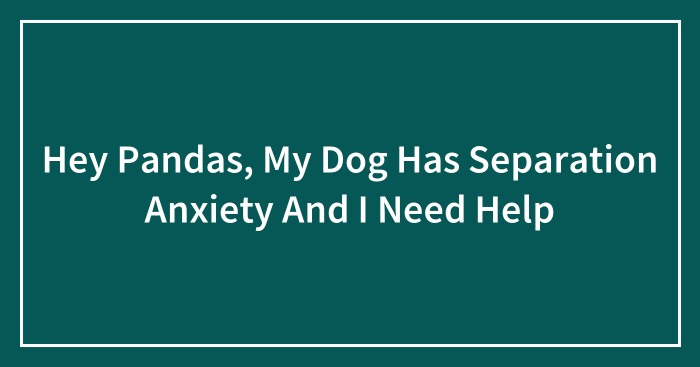 Hey Pandas, My Dog Has Separation Anxiety And I Need Help (Closed)