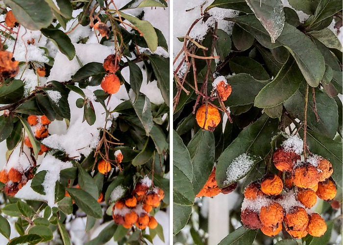 Hello Pandas, Post A Photo Of A Bright-Colored Accent In Winter (Closed)