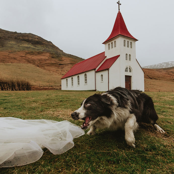 19 Adorable Dogs That Made It To The Finals On World’s Best Wedding Photos