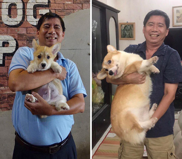 My Father And My Corgi: Before And After 1 Year