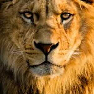 Lion's Stare