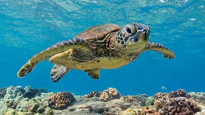 You Can Use This Or Any Other Picture Of A Sea Turtle.