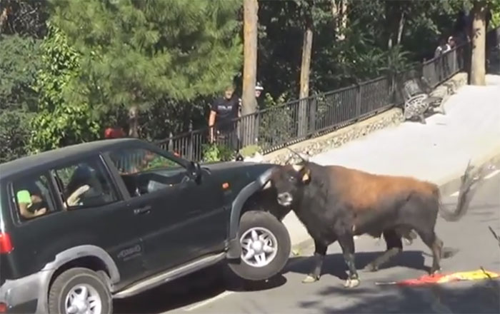 Ever Wonder How Strong A Bull Is?